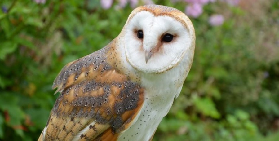 Myledis Aldana killed Barn Owl