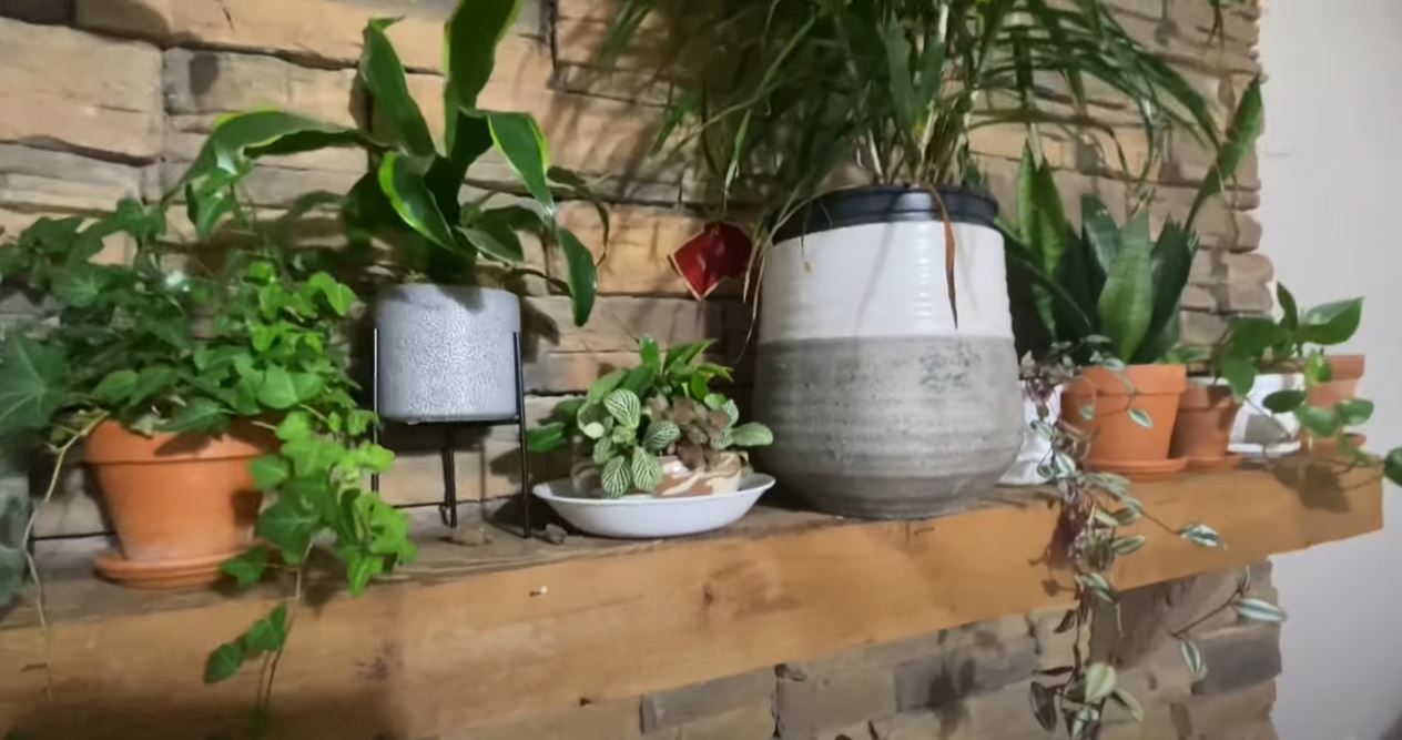 Jessa Duggar Plants Instagram
