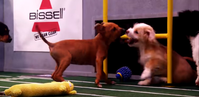 Puppy Bowl/YouTube