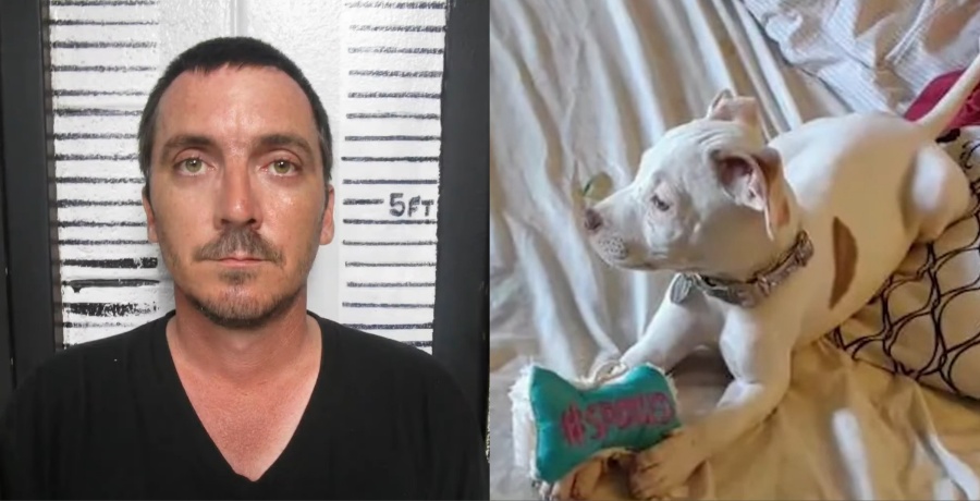 man accused of stabbing a puppy / YouTube
