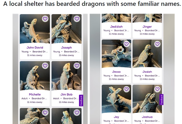 Bearded Dragons Named After The Duggar Family, Sourced From Reddit