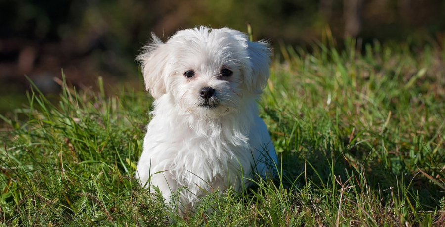 Dog - Pixabay
