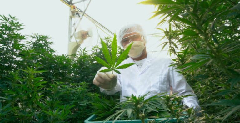 Marijuana Leaf- iStock